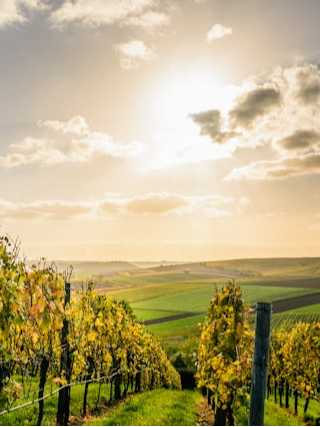 Vale do Douro