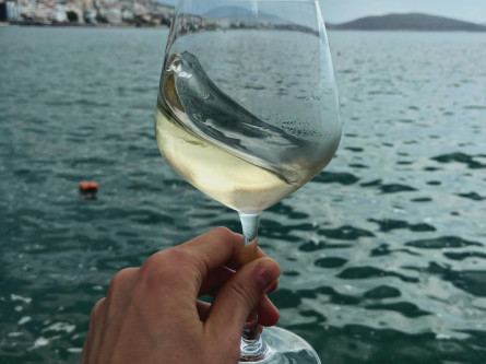 Gallery - Private Day Tour Douro, Wine Estate & Boat Cruise on the Douro River