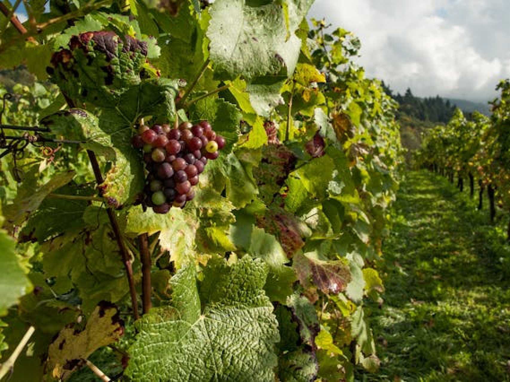 Gallery - Tour ao Douro - caminhada em Provesende & Quinta de Vinhos