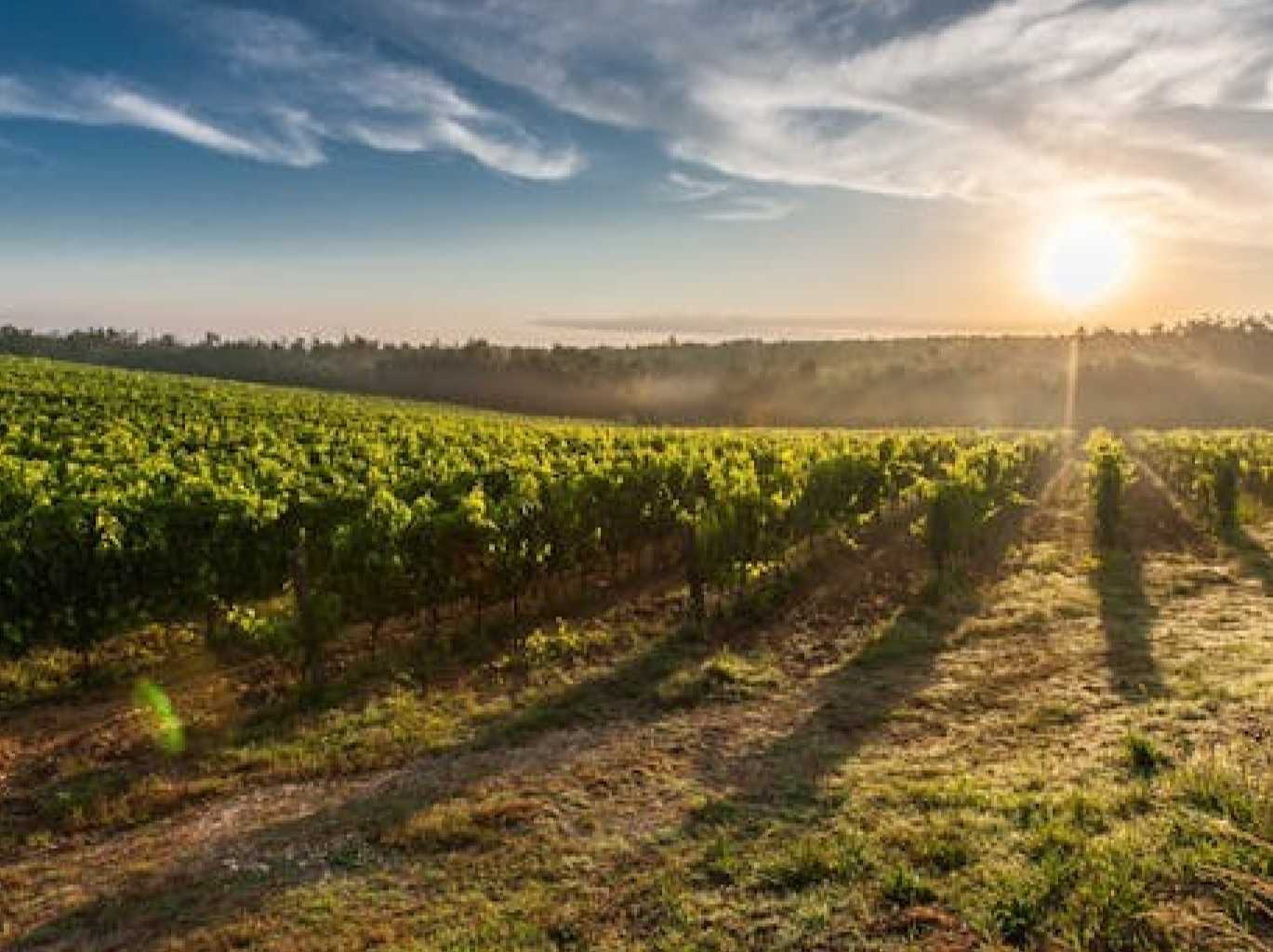 Gallery - Tour ao Douro - caminhada em Provesende & Quinta de Vinhos